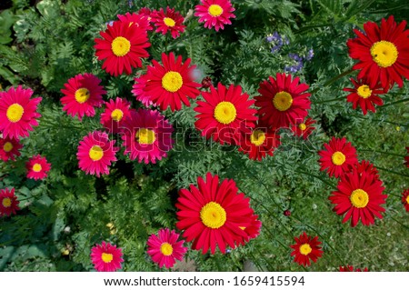 Tanacetum coccineum (Formerly Chrysanthemum coccineus) Painted Daisies are old-fashioned perennials. Lacy dark-green leaves grow in thick clumps with red to dark-pink flowers growing on tall stems. Royalty-Free Stock Photo #1659415594