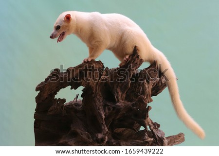 An Asian palm civet leucistic looking for prey on a rotting log. This mammal has the scientific name Paradoxurus hermaphroditus. 
