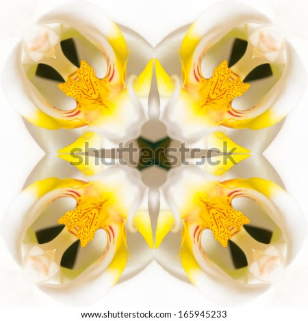 Yellow orchid isolated on white background.