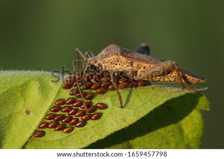 A bug is guarding its eggs from predator attack.
