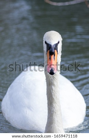 A swan from the front floating on a river near Woodberry Wetlands