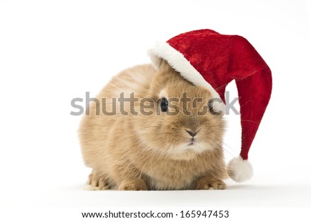 a baby rabbit with a christmas hat