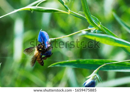 honey bee with beautiful honey flowers