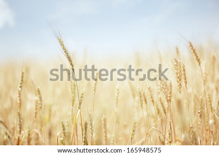 Summer field with golden wheat 