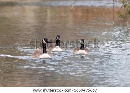 Three geese floating on a river near Woodberry wetlands