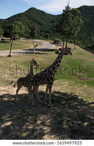 Giraffe
Himeji Central Park Japan