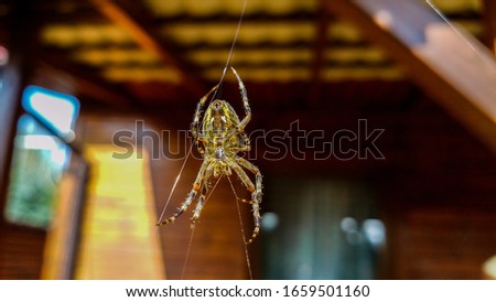 Macro photo of a spider hanging in front of the house on a single thread.