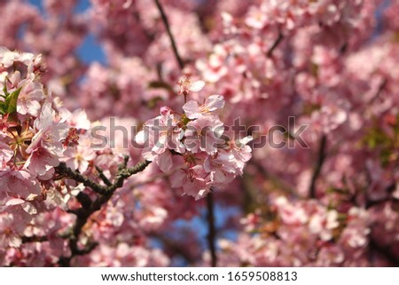 Beautiful and cute little pink Kawazu Sakura (Cherry blossoms) wallpaper background, soft focus, Japan