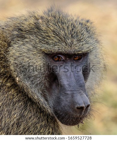 Portrait of an adult Olive baboon (Papio anubis)