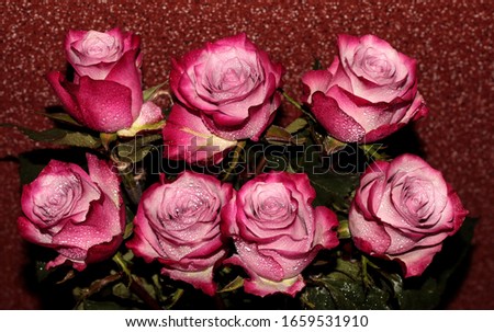 Pink roses with water drops on their petals on a wooden background