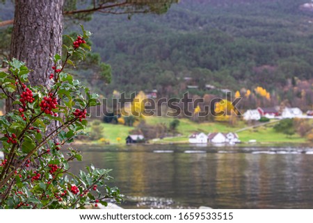 Foreground: holly bush with green leaves and red berries. Blurry background: Forest with wooden houses at the shore of the Lysefjord, Norway

