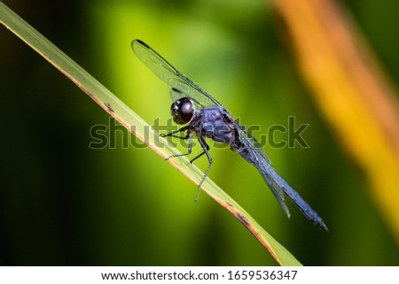 A Slaty Skimmer Dragonfly gives the photographer a black eye