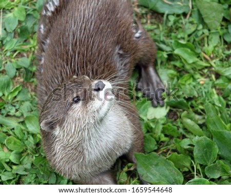 A solitary river otter looking up at the camera with a green foliage background