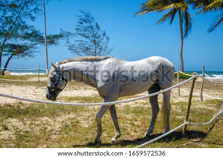 White horse by the sea.