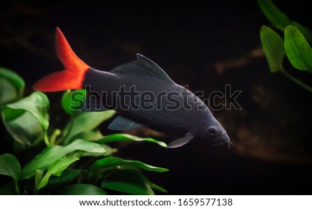 Red-tailed black shark (Epalzeorhynchos bicolor) swimming in an aquarium with plants