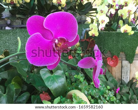 Beautiful flowers in Dalat Vietnam