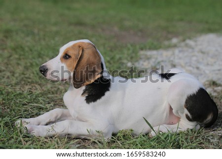 hunting dog walks in nature on a Sunny day