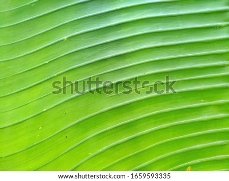 Leaf texture of Ravenala madagascariensis is a plant from Madagascar, commonly known as traveller's tree that the fan tends to grow on an east-west line, providing a crude compass.