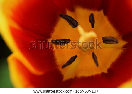 Close up picture of the inside of a read and yellow tulip