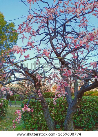 Plum trees and flower blooming in Osaka castle plum park Japan