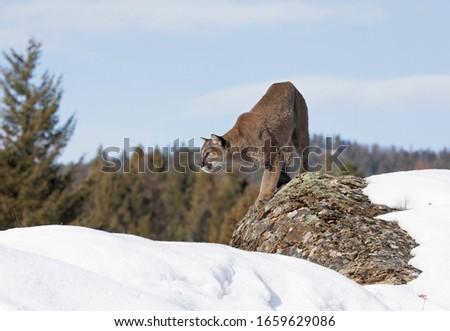 Cougar or Mountain lion (Puma concolor) walking on top of rocky mountain in the winter snow