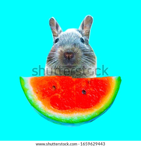Contemporary art collage. Funny bunny and watermelon piece