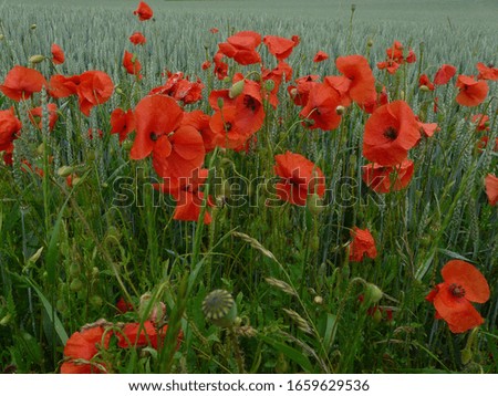green field of red poppies