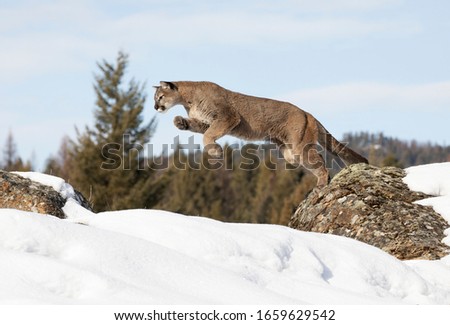 Cougar or Mountain lion (Puma concolor) jumping from one rock to another in the winter snow Royalty-Free Stock Photo #1659629542