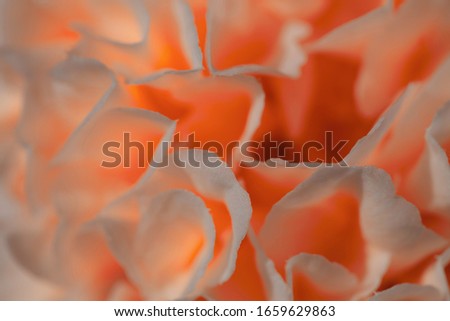 Macro shot of a beautiful Camellia flower in soft focus and coral red  color tones. Could be used as a photo shoot backdrop. 