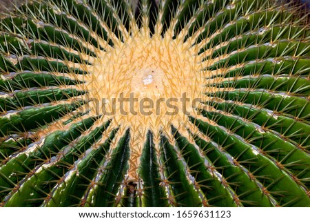 Mother-in-laws seat - cactus (Echinocactus grusonii)