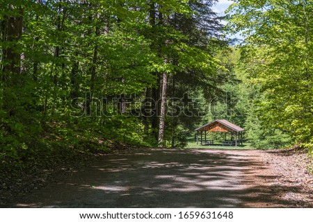 Spring scene featuring early spring forest with trees showing fresh vivid green colors