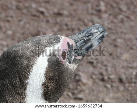 
adult Magellanic penguin profile face with brown background