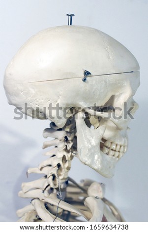 Artificial human skeleton in a school classroom. 