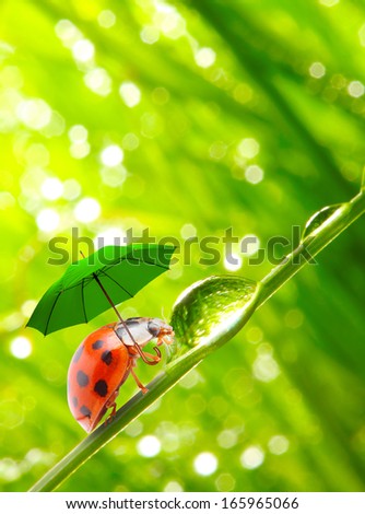 Funny picture from nature. Little ladybug with umbrella walking on the grass. 