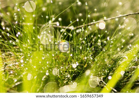 Defocused dew on the green grass, bokeh