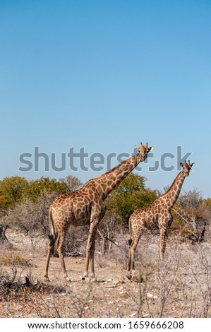 Angolan Giraffes - Giraffa giraffa angolensis-walking through the bushed of Etosha National Park, Namibia