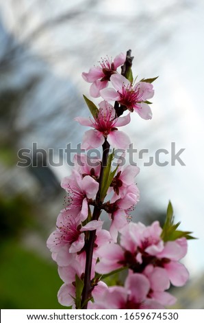 pink flowers in garden  flowering almond branch in spring