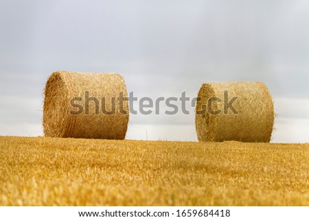 Big round bales of straw in a field after harvest by cloudy day