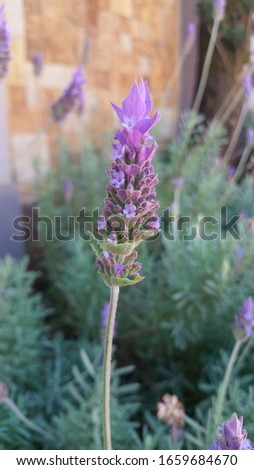 A lavender (Lavandula angustifolia) inflorescence with several lilac/purple flowers among a set of lavender clumps on a sidewalk in a fancy and beautiful neighborhood.