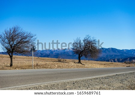 Only tree on a road in sunny spring day  as a landscape in Caucasus mountain in Kakheti, wine region of Georgia
