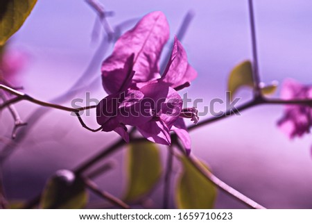Purple tender blooming spring flowers on the branch 