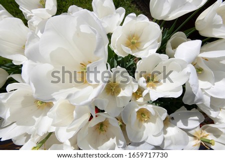 Photos from the tulip festival taken in Istanbul Gulhane Park. Tulips in white photographed from the top.