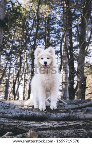 Samoyed dog playing in the countryside