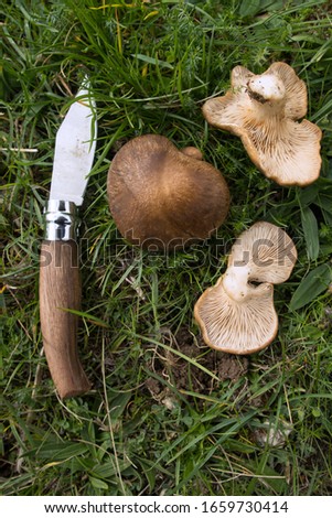 Pleurotus eryngii. Mushroom Thistle. Cardoncello mushroom in the field, razor