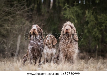 
amazing portrait of healthy and happy italian spinone family in the winter