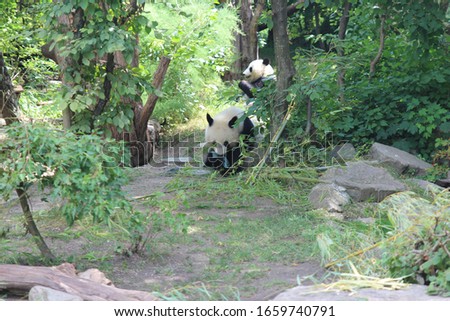 Panda in the Schönbrunn Zoo in Vienna