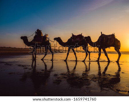 A golden sunset on Cable Beach featuring the famous Broome Camel ride.
