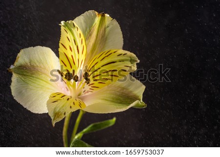 Alstroemeria close-up. The concept of spring, summer, women's day, holiday. Floral background image. Drops of water are in the air.