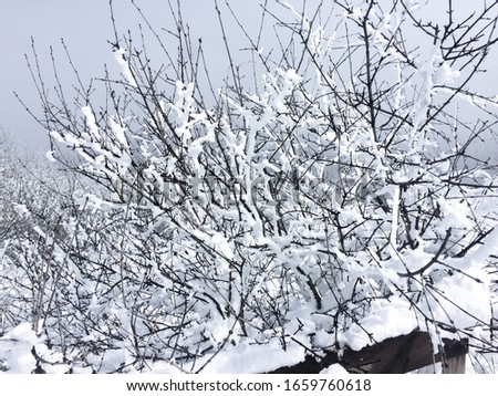 branches of trees covered with snow. Amazing winter landscape in the mountains.
