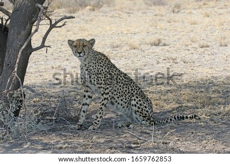Beautiful cheetah in Central Kalahari Game Reserve in Botswana